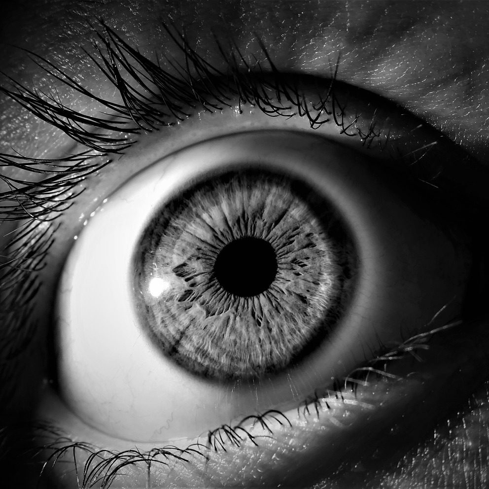 Auge